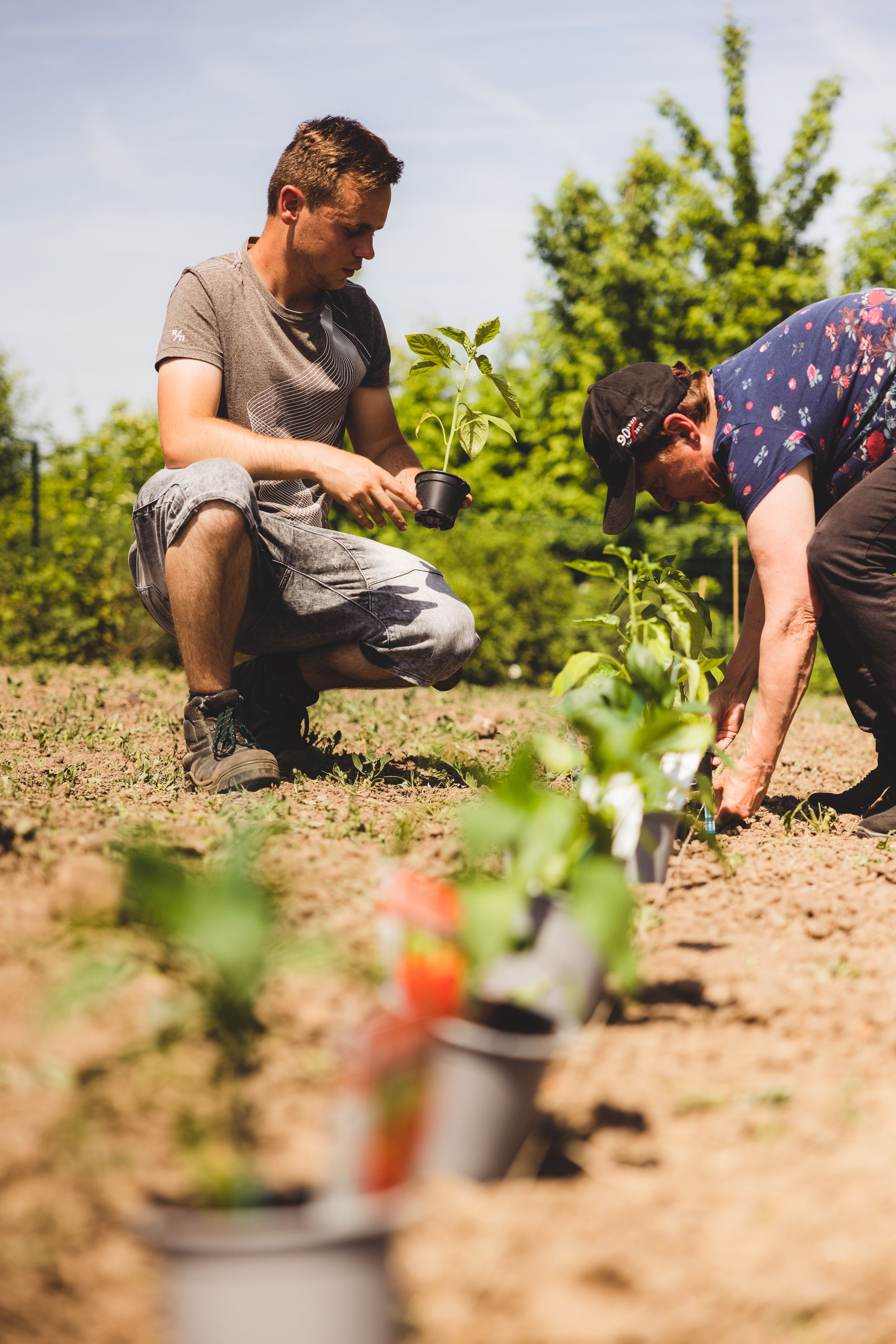 potager